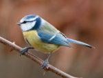 conférence en famille “cohabiter avec les oiseaux”