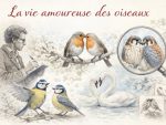 Conférence nature et vivant : la vie amoureuse des oiseaux
